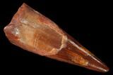 Fossil Pterosaur (Siroccopteryx) Tooth - Morocco #167124-1